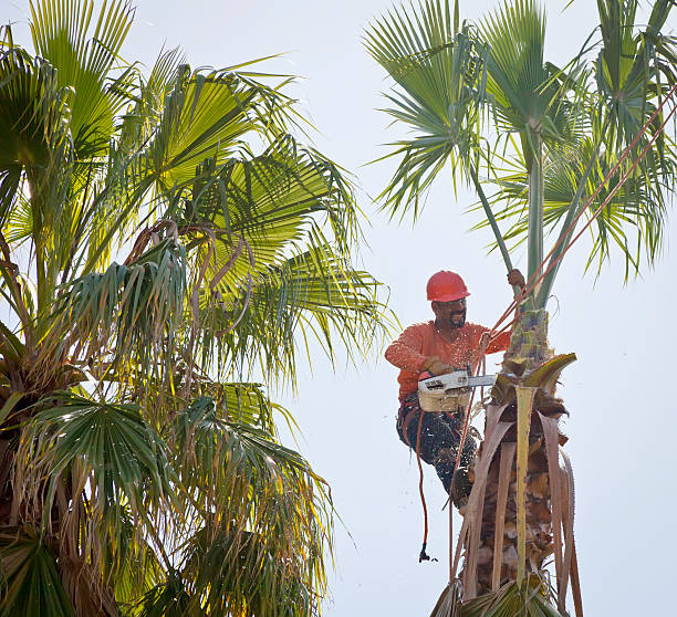 Best Tree Health Inspection  in Brecksville, OH