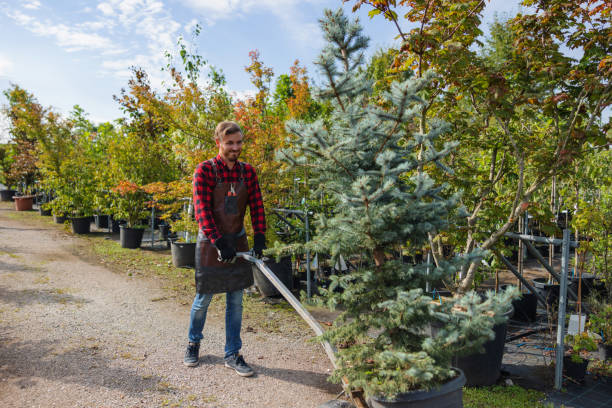 Best Tree Removal  in Brecksville, OH